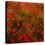 Red Field-Marco Carmassi-Stretched Canvas