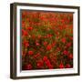 Red Field-Marco Carmassi-Framed Photographic Print