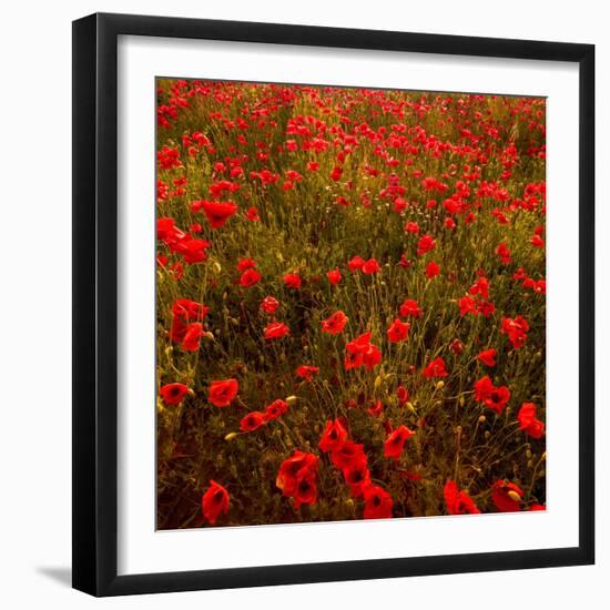 Red Field-Marco Carmassi-Framed Photographic Print