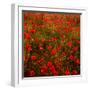 Red Field-Marco Carmassi-Framed Photographic Print