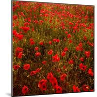 Red Field-Marco Carmassi-Mounted Photographic Print