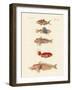 Red Fish-null-Framed Giclee Print