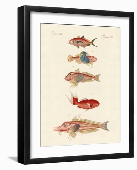 Red Fish-null-Framed Giclee Print