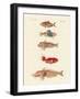 Red Fish-null-Framed Giclee Print