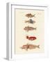 Red Fish-null-Framed Giclee Print