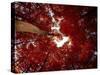 Red Fisheyes-Philippe Sainte-Laudy-Stretched Canvas