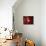 Red Fisheyes-Philippe Sainte-Laudy-Photographic Print displayed on a wall