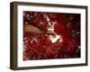 Red Fisheyes-Philippe Sainte-Laudy-Framed Photographic Print