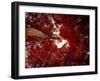 Red Fisheyes-Philippe Sainte-Laudy-Framed Photographic Print