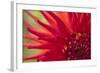 Red Flame-Dana Styber-Framed Photographic Print