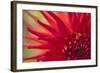 Red Flame-Dana Styber-Framed Photographic Print