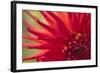 Red Flame-Dana Styber-Framed Photographic Print