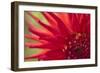 Red Flame-Dana Styber-Framed Photographic Print