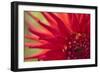 Red Flame-Dana Styber-Framed Photographic Print