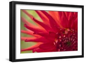 Red Flame-Dana Styber-Framed Photographic Print