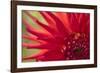 Red Flame-Dana Styber-Framed Photographic Print