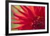 Red Flame-Dana Styber-Framed Photographic Print