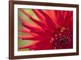 Red Flame-Dana Styber-Framed Photographic Print