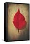 Red Flame-Philippe Sainte-Laudy-Framed Stretched Canvas
