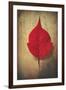 Red Flame-Philippe Sainte-Laudy-Framed Giclee Print