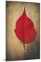 Red Flame-Philippe Sainte-Laudy-Mounted Giclee Print