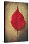 Red Flame-Philippe Sainte-Laudy-Stretched Canvas