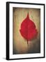 Red Flame-Philippe Sainte-Laudy-Framed Giclee Print