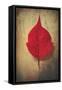 Red Flame-Philippe Sainte-Laudy-Framed Stretched Canvas