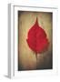 Red Flame-Philippe Sainte-Laudy-Framed Giclee Print