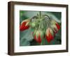 Red Flower and Buds of Tango Geranium in Greenhouse, LaConner, Washington, USA-Merrill Images-Framed Photographic Print