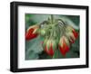 Red Flower and Buds of Tango Geranium in Greenhouse, LaConner, Washington, USA-Merrill Images-Framed Photographic Print