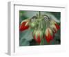 Red Flower and Buds of Tango Geranium in Greenhouse, LaConner, Washington, USA-Merrill Images-Framed Photographic Print