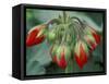 Red Flower and Buds of Tango Geranium in Greenhouse, LaConner, Washington, USA-Merrill Images-Framed Stretched Canvas