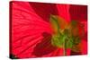 Red Flower, Autumn Color, Butchard Gardens, Victoria, British Columbia, Canada-Terry Eggers-Stretched Canvas