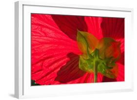 Red Flower, Autumn Color, Butchard Gardens, Victoria, British Columbia, Canada-Terry Eggers-Framed Photographic Print