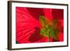 Red Flower, Autumn Color, Butchard Gardens, Victoria, British Columbia, Canada-Terry Eggers-Framed Photographic Print