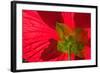 Red Flower, Autumn Color, Butchard Gardens, Victoria, British Columbia, Canada-Terry Eggers-Framed Photographic Print