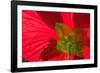 Red Flower, Autumn Color, Butchard Gardens, Victoria, British Columbia, Canada-Terry Eggers-Framed Photographic Print