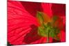 Red Flower, Autumn Color, Butchard Gardens, Victoria, British Columbia, Canada-Terry Eggers-Mounted Photographic Print