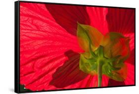 Red Flower, Autumn Color, Butchard Gardens, Victoria, British Columbia, Canada-Terry Eggers-Framed Stretched Canvas