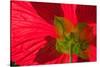 Red Flower, Autumn Color, Butchard Gardens, Victoria, British Columbia, Canada-Terry Eggers-Stretched Canvas