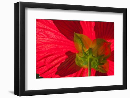 Red Flower, Autumn Color, Butchard Gardens, Victoria, British Columbia, Canada-Terry Eggers-Framed Photographic Print