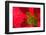 Red Flower, Autumn Color, Butchard Gardens, Victoria, British Columbia, Canada-Terry Eggers-Framed Photographic Print