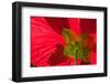 Red Flower, Autumn Color, Butchard Gardens, Victoria, British Columbia, Canada-Terry Eggers-Framed Photographic Print