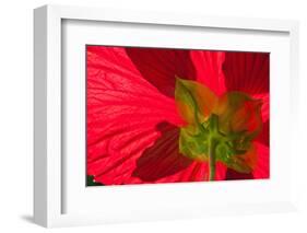 Red Flower, Autumn Color, Butchard Gardens, Victoria, British Columbia, Canada-Terry Eggers-Framed Photographic Print