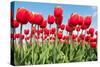 Red Flower Bulbs Tulips in Landscape-Ivonnewierink-Stretched Canvas