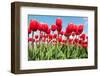 Red Flower Bulbs Tulips in Landscape-Ivonnewierink-Framed Photographic Print