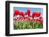 Red Flower Bulbs Tulips in Landscape-Ivonnewierink-Framed Photographic Print