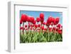 Red Flower Bulbs Tulips in Landscape-Ivonnewierink-Framed Photographic Print