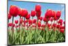 Red Flower Bulbs Tulips in Landscape-Ivonnewierink-Mounted Photographic Print